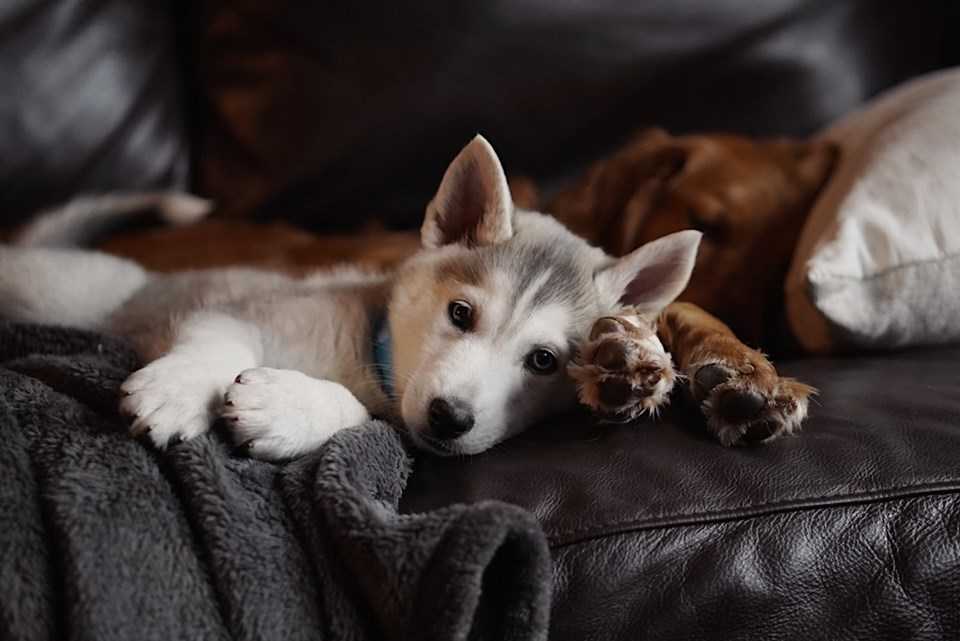 Hundevalp på et pledd i en sofa